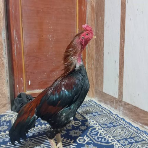 یه خروس واردات بفروش میرس هرکسی خواست درخدمت