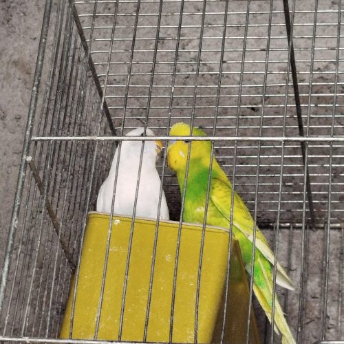 جفت مرغ عشق بالغ