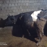 دو عدد گاو یکی سیمنتال و یکی هلندی هردو آبستن شده 3ماه‌آبستن‌