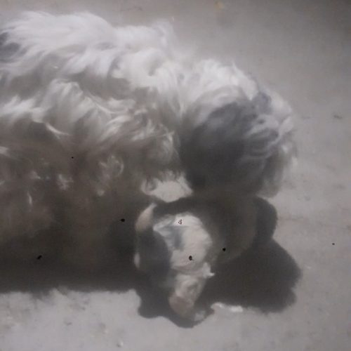 سگ اپارتمانی