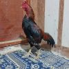 یه خروس واردات بفروش میرس هرکسی خواست درخدمت