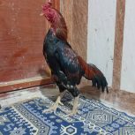 یه خروس واردات بفروش میرس هرکسی خواست درخدمت