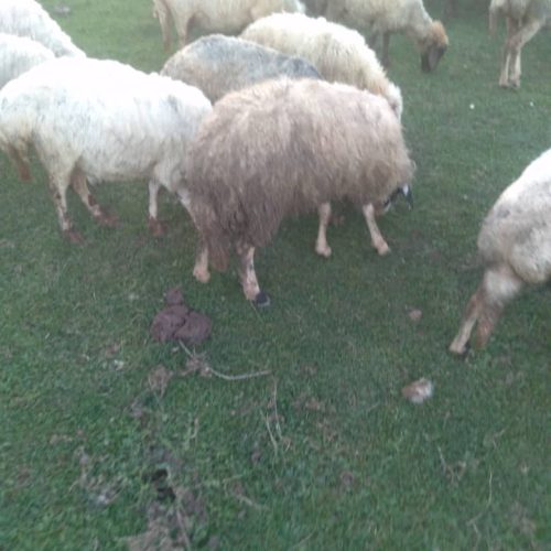 پنج رای گوسفند