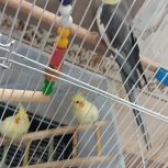 خانه فروشی ویلایی