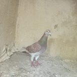 کبوتر قوردی ماده