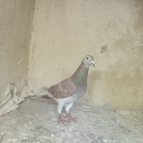 کبوتر قوردی ماده