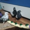 سینه سیاه جفت ب شرط نرقلدر