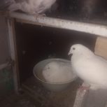کفتر