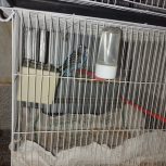 جفت عروس هلندی وجفت مرغ عشق وفنچ