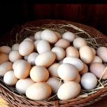 تخم مرغ محلی