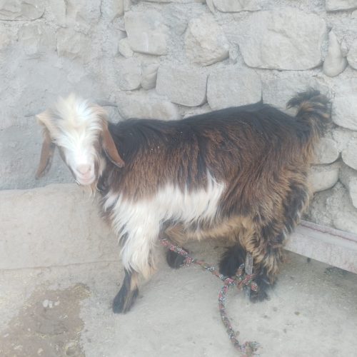 تیشتر نر (کهره) فروش فوری