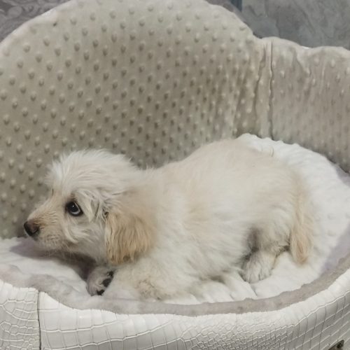 توله نر کاملا سالم یک واکسن خورده ولی شناسنامه نداره