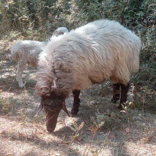 گوسفند زنده پابندی