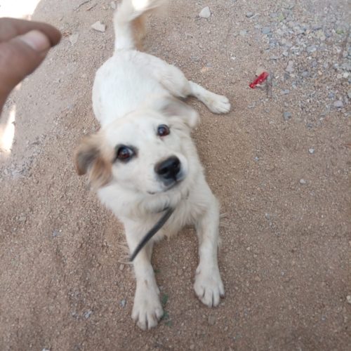 سگ پاکوتاه. نژاد اشپیتیییز