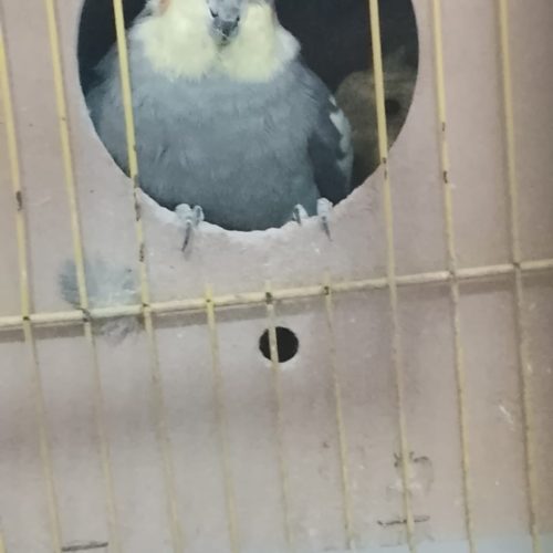 عروس پاریس دوجفت