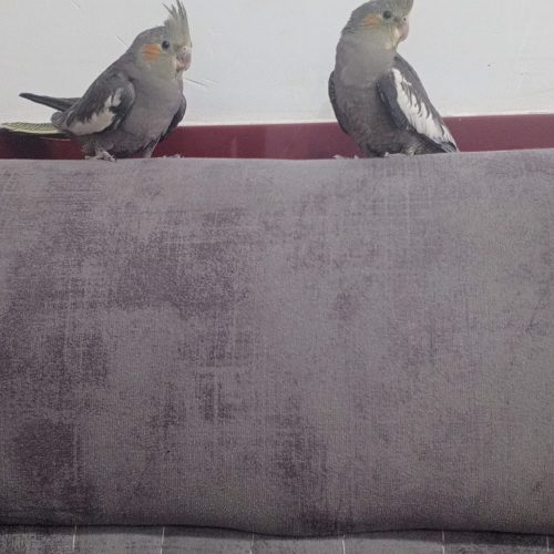 عروس هلندی سینامون