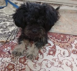 واگذاری سگ شیتزو