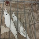 پرنده عروس هلندی