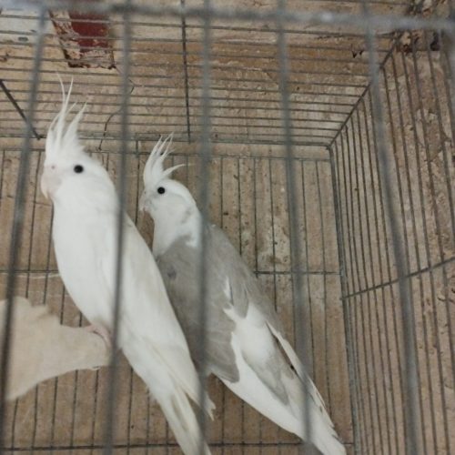 پرنده عروس هلندی