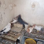 سینه .دم سیاه .یکت سفید ..