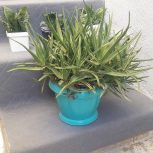 گلهای اپارتمانی