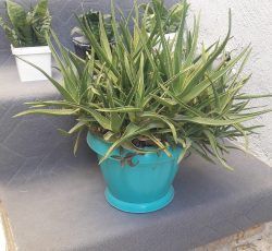 گلهای اپارتمانی