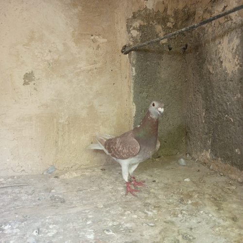 کبوتر قوردی ماده