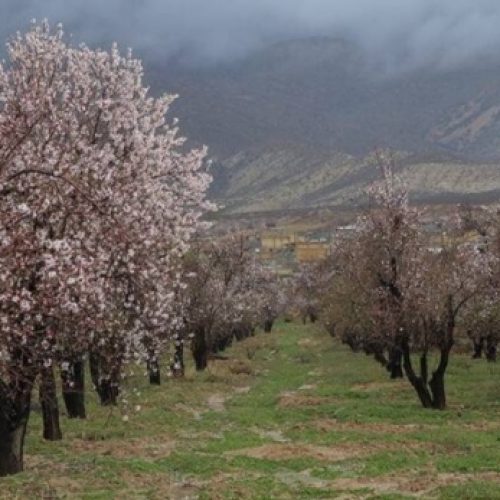 باغ بادام و انگور در افوس