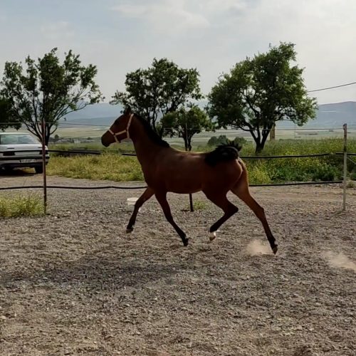 اسب مادیان و نریان