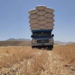 فروش کاه لوبیای نرم وسبز مرغوب