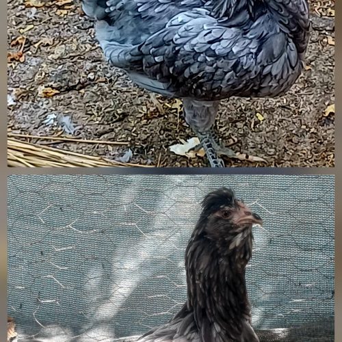 مرغ و خروس گلین چهل تاج ریش فول فول