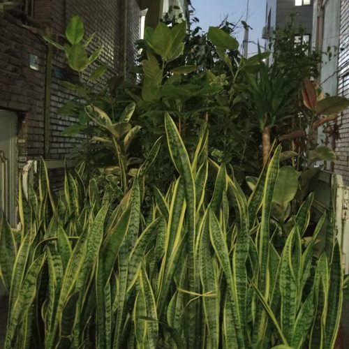 خدمات باغبانی