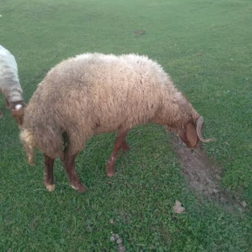 پنج رای گوسفند