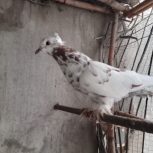 چند عدد کبوتر به فروش میرسد