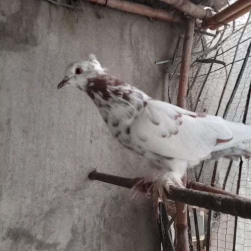 چند عدد کبوتر به فروش میرسد