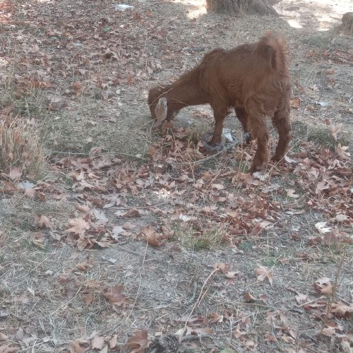 گوسفند زنده پابندی