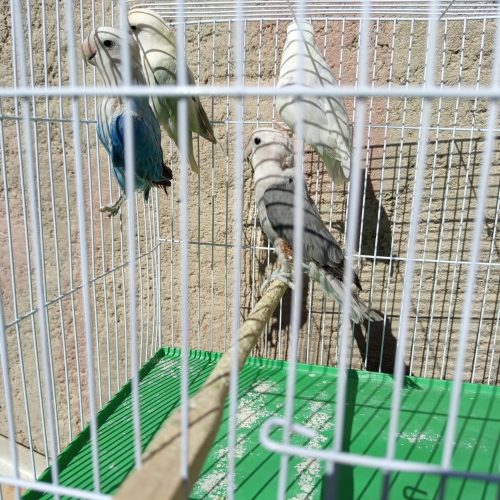 طوطی کوتوله