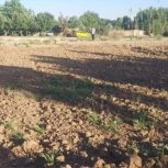 فروش یک قطعه زمین کشاورزی دارای سند تک برگ