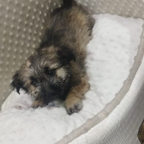 توله نر کاملا سالم یک واکسن خورده ولی شناسنامه نداره