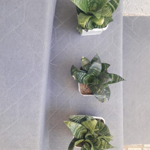 گلهای اپارتمانی