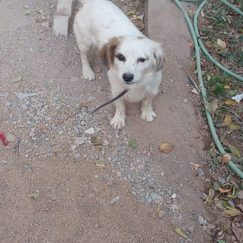 سگ پاکوتاه. نژاد اشپیتیییز