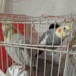 عروس هلندی جفت
