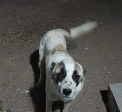 سگ دو رگ