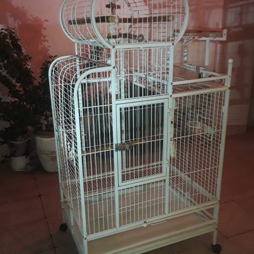 قفس بزرگ طوطی شاه نشین