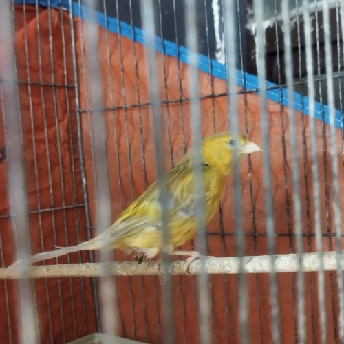 چندعدد قناری نر درجه 1