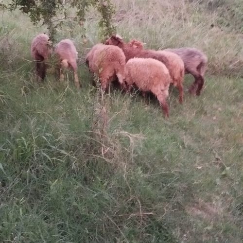 پنج راس گوسفند بره ماده