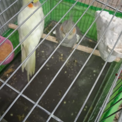 عروس هلندی