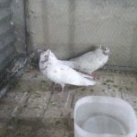 پرنده کاشمر