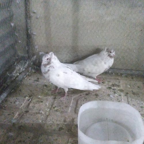 پرنده کاشمر