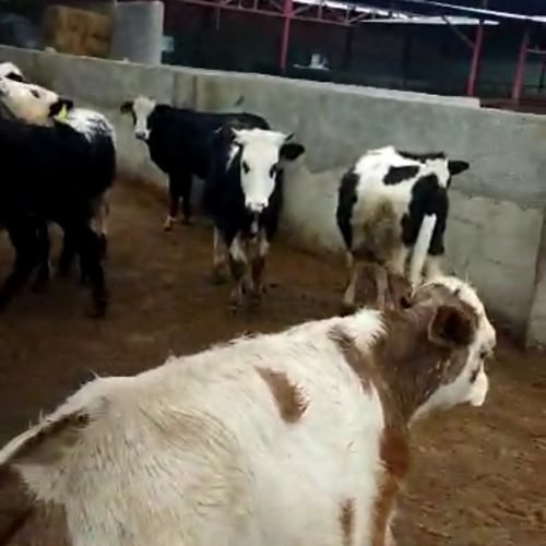 فروش انواع گوساله